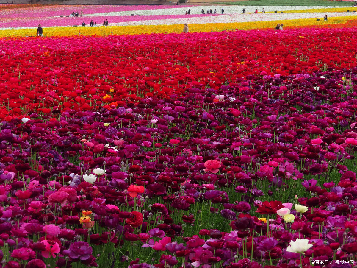 地标文旅&middot;平阴玫瑰