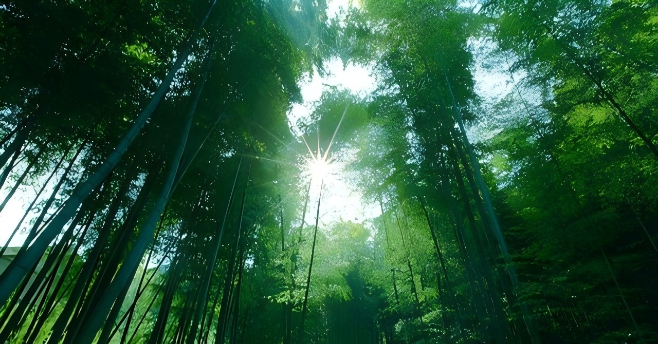 青神竹编&middot;漫步竹林