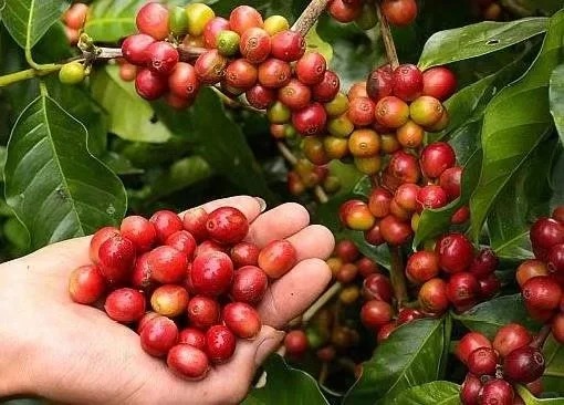 中国咖啡第一村